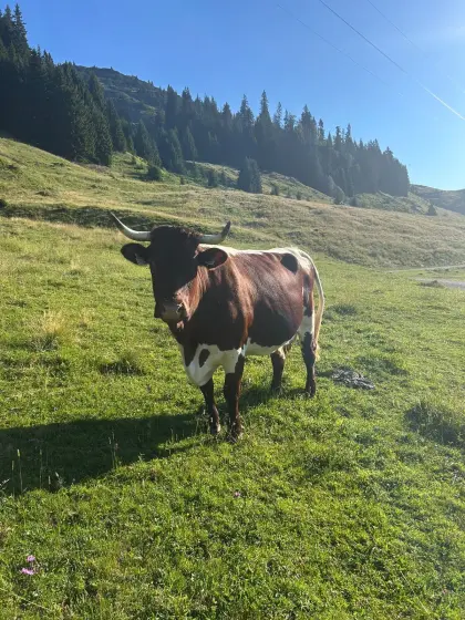 Pinzgauer Kuh Bio mit Horn