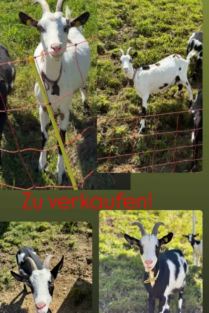 2 Tauernschecken-Ziegen