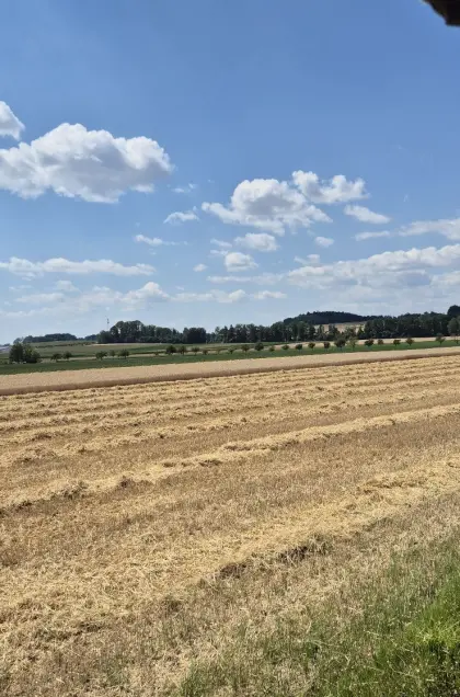 Triticale-Stroh zu verkaufen