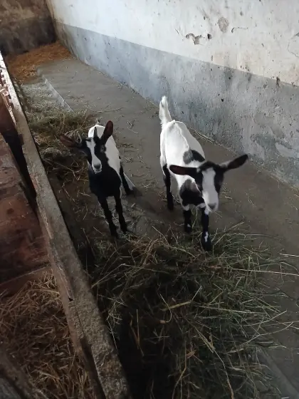 Verkaufe Ziegenkitze
