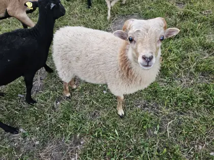 Quessantschaf-Bock, Minischafe