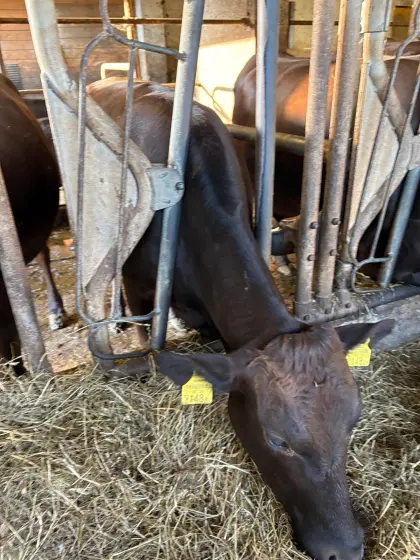 Wagyu-Kalbin