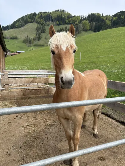 Haflinger