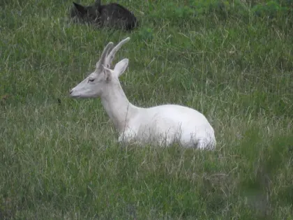 Damwild, Damhirsch