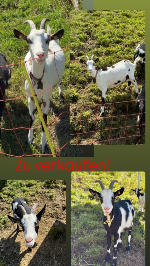 2 Tauernschecken-Ziegen