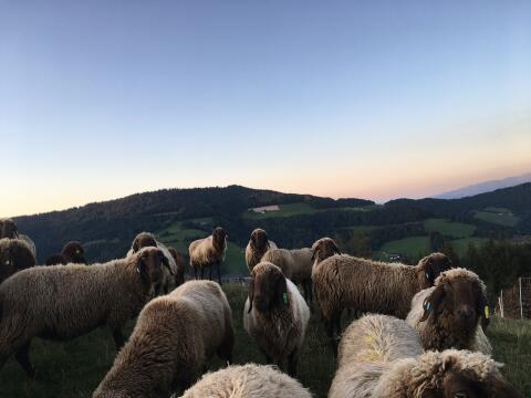 Braunes Bergschaf, Zuchtschafe