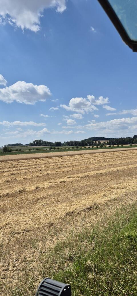 Triticale-Stroh zu verkaufen