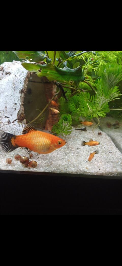 Platy-Fische zu verkaufen
