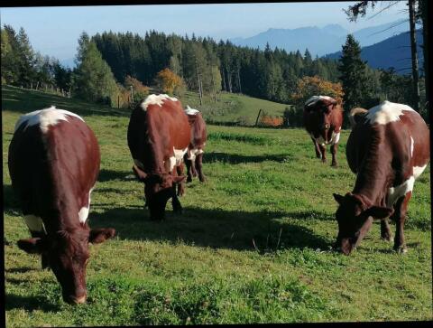 Partnerbetrieb