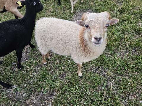 Quessantschaf-Bock, Minischafe