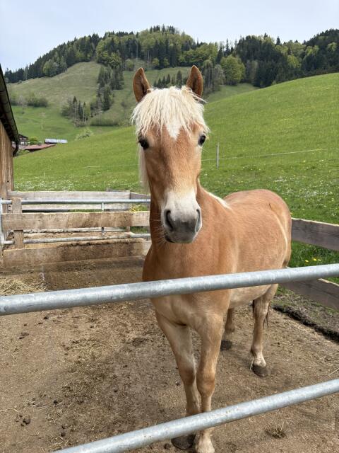 Haflinger