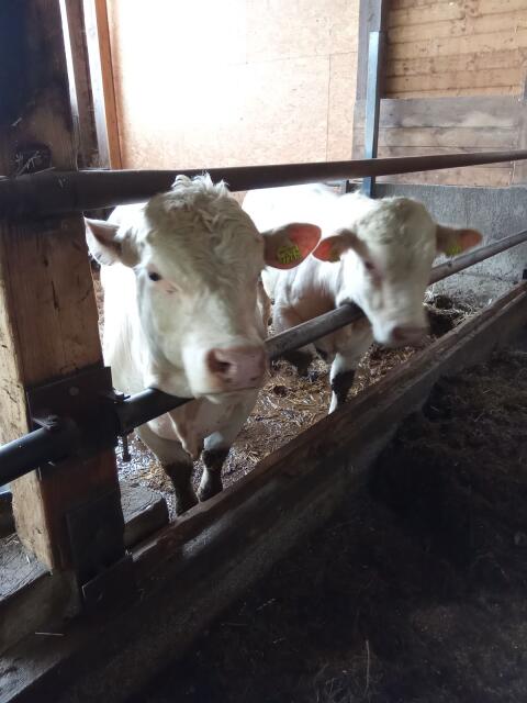 Bio-Charolais-Sprungstiere