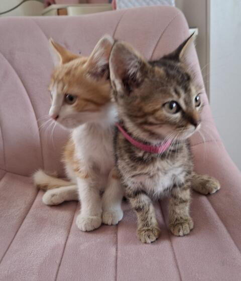 Katzenbabys