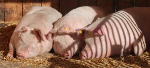 Schlachtschweine