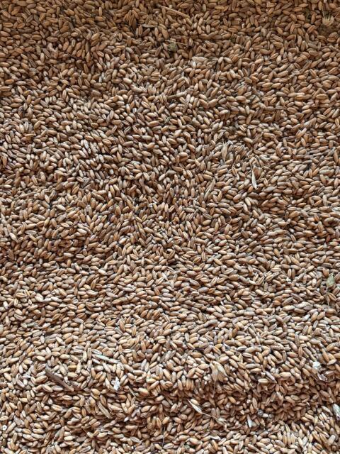 Futtergetreide Triticale