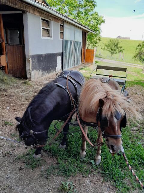 2 Ponys zu verkaufen