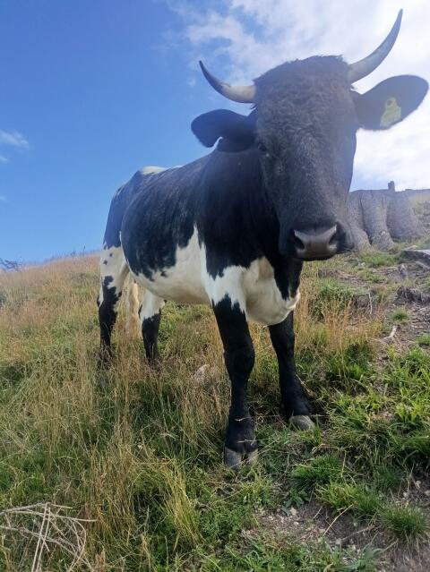 Verkaufe schwarze Pinzgauer-Kalbin