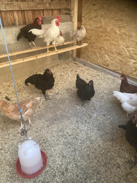 Reinrassiger Australorp