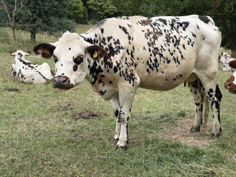 Bio Normande Kuh