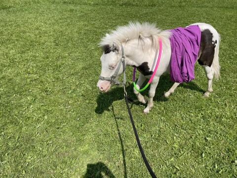 Shetlandpony-Fohlen in Sonderfarbe, Kinderpony
