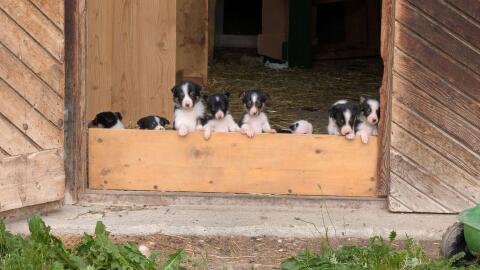 Border Collies