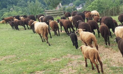 5 Stk. weibliche Lämmer, zwischen 3 und 6 Monate alt