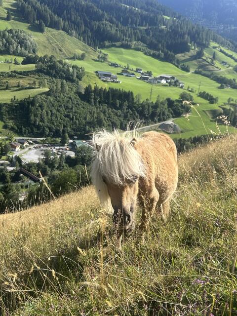 Minishettlandponystute zu verkaufen