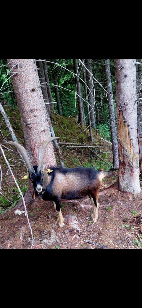 Aosta-Bock