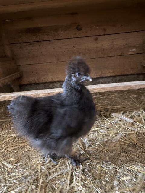 Seidenhuhn-Hennen