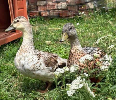 Zwergenten-Pärchen wildfarben