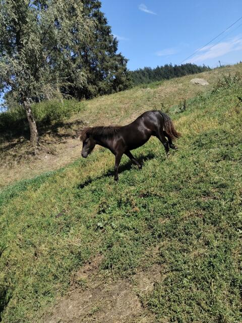 Sissi