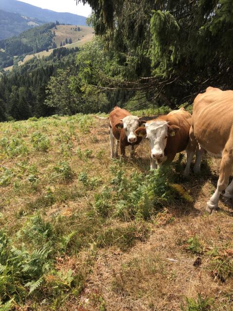 Rinder, Kühe, Bulle