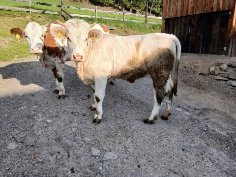 Charolais