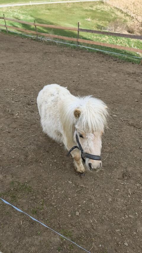 2 Mini-Ponys