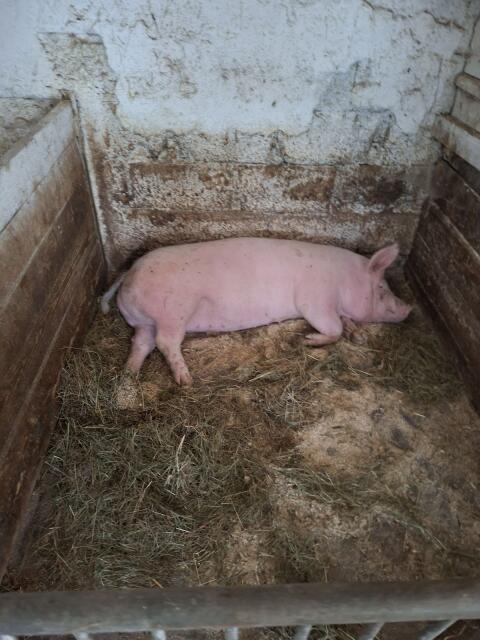 Schweine