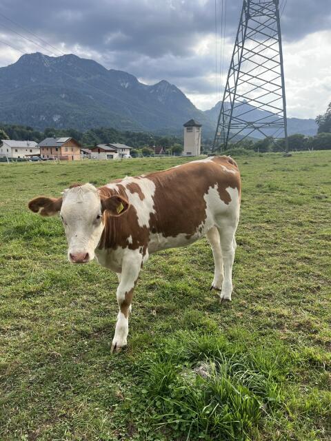 Fleckviehkalb