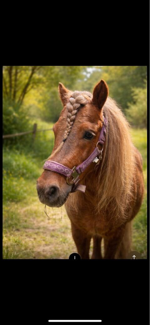 Pony-Hengst