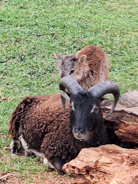 Soay-Schafe