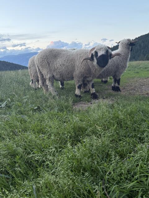 Walliser Schwarznasen-Schaf
