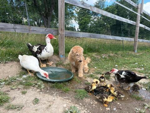 Moschus-Entchen, 5 Stk., Zuhause gesucht