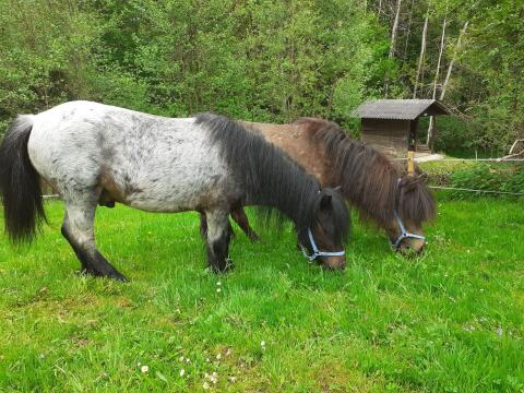 Zwei Kinderponys zu verkaufen