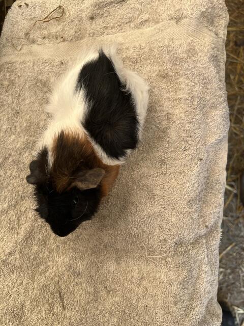 Meerschweinchen