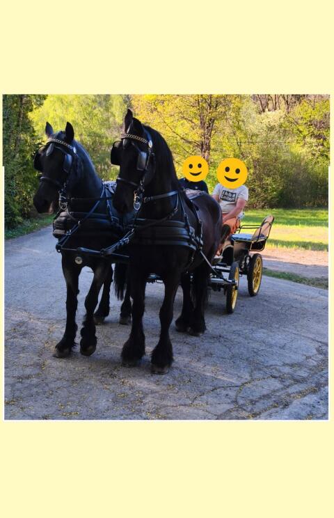 Friesengespann