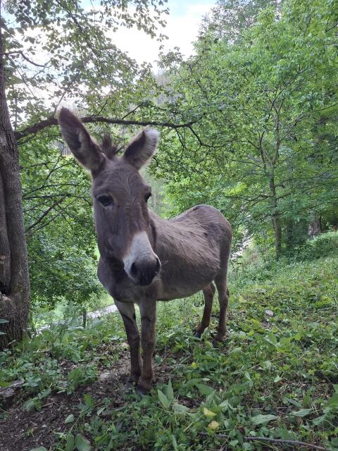 Eselstute, grau
