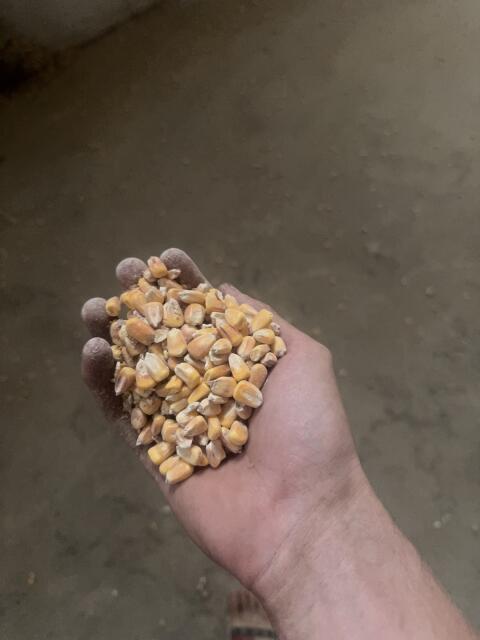 Nassmais