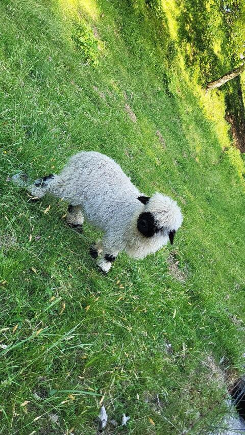 Verkaufe Walliser Schwarznasen-Widder, 3 Monate