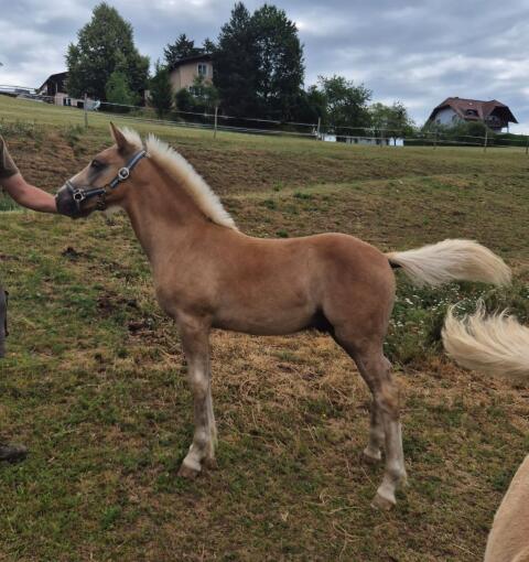 Haflinger Hengstfohlen Mozart
