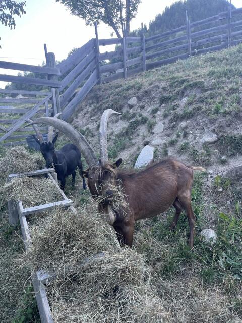 Aosta Ziegenbock mit 2 Ziegen