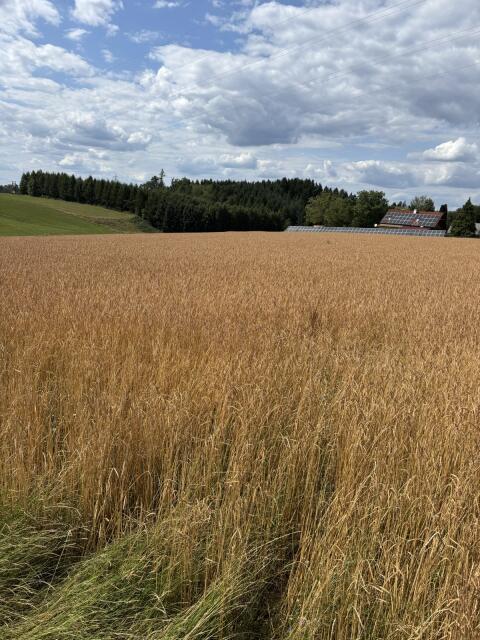 Bio-Dinkel Ebners Rotkorn