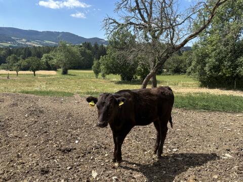 Fullblood Wagyu Kälber